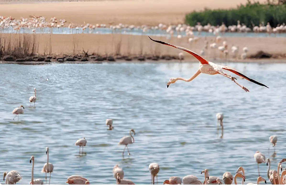 Al Wathba Lake Camping: Best Free Eco Camping Spot in Abu Dhabi
